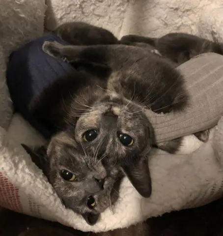 Penelope thumbnail 2