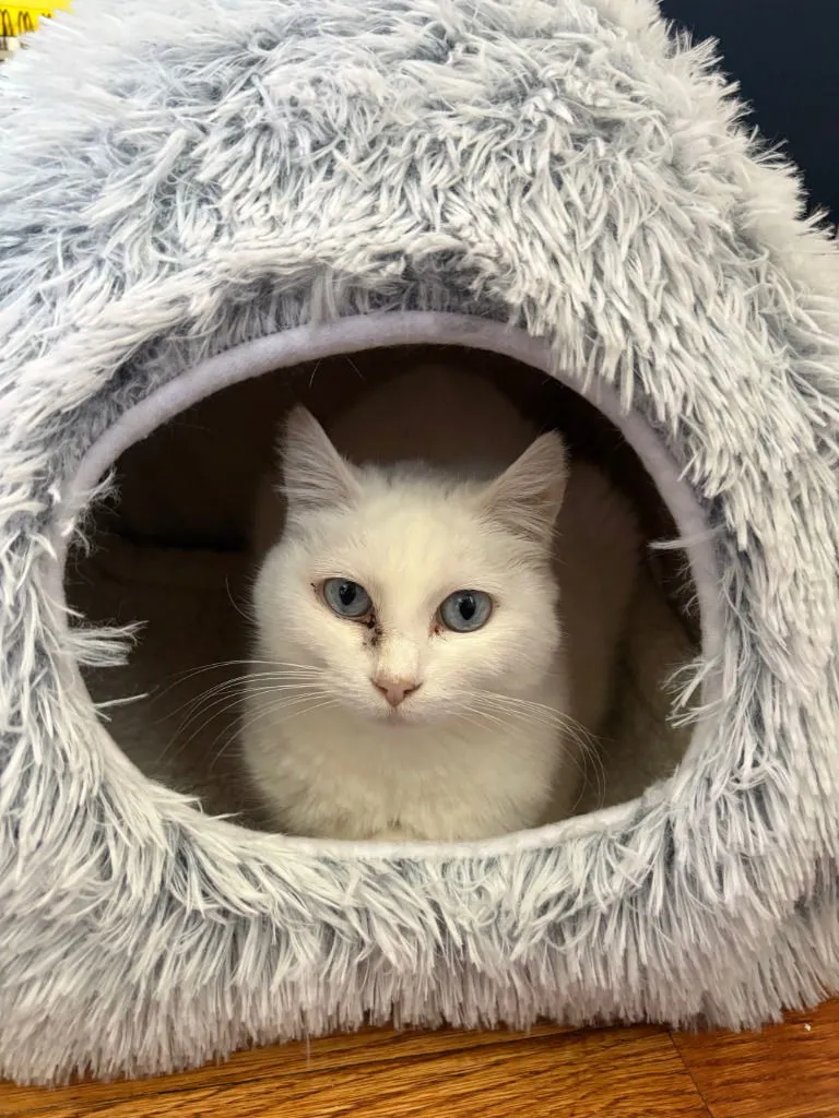 Opal and Pearl - Photo 2