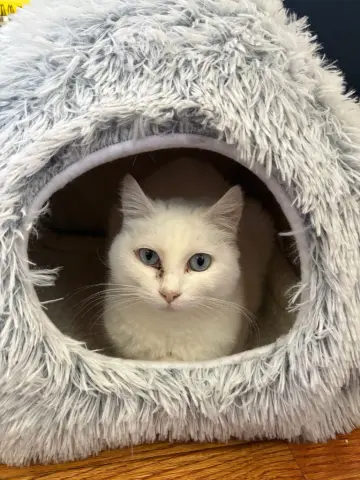 Opal and Pearl thumbnail 2