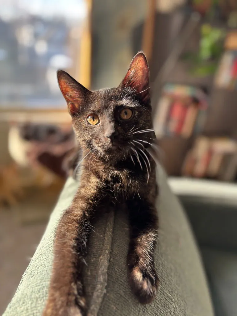 Rainbow Trout - Photo 1