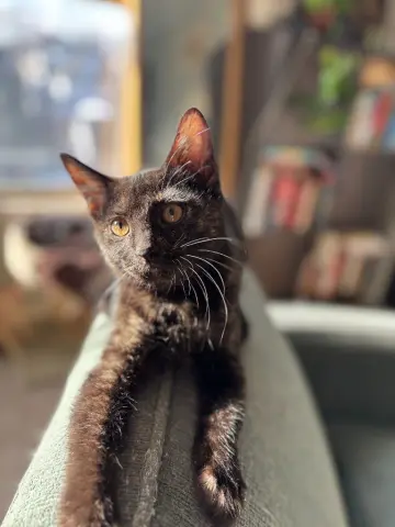 Rainbow Trout thumbnail 2