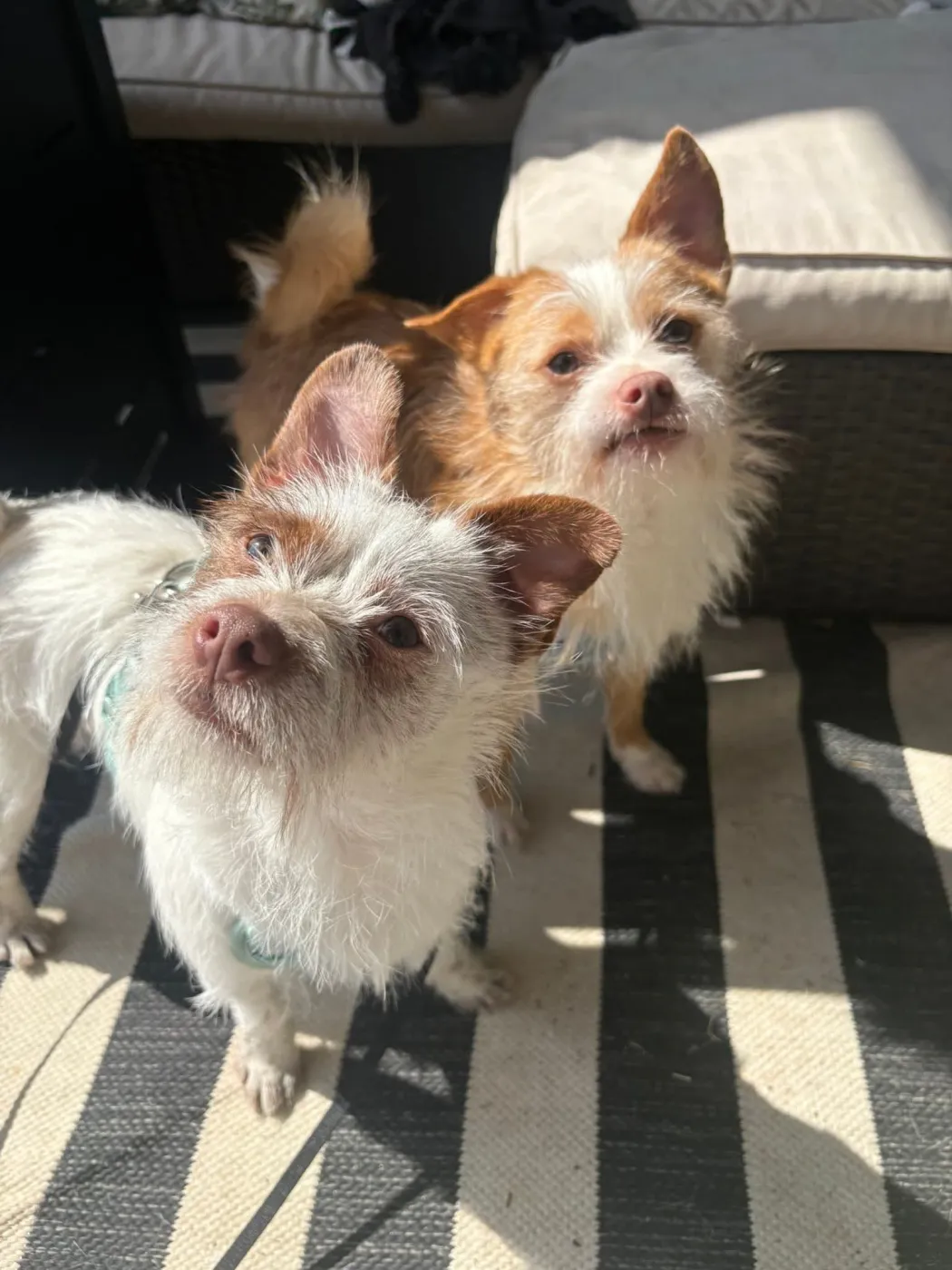 Jack & Jester - Photo 2