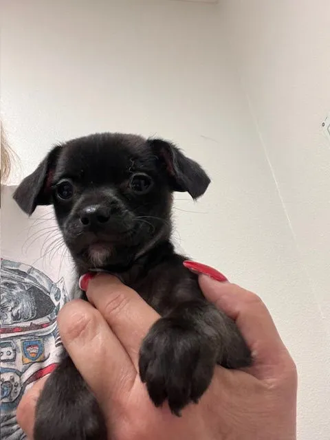 Reba McIntyre - Photo 1