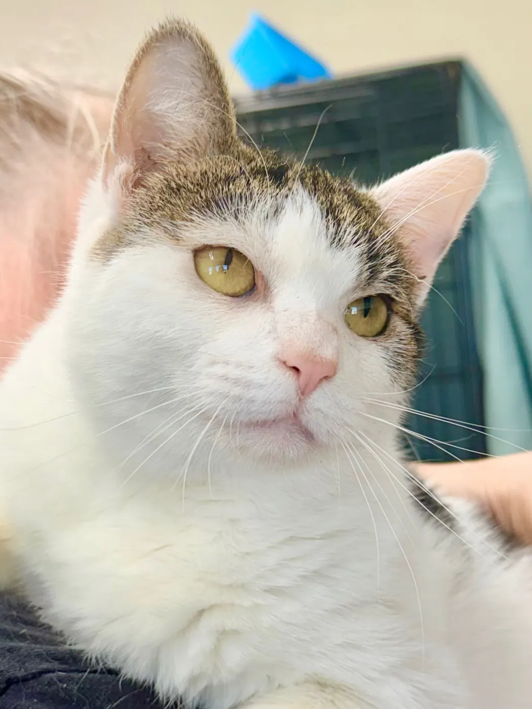 Little Violet - Photo 2