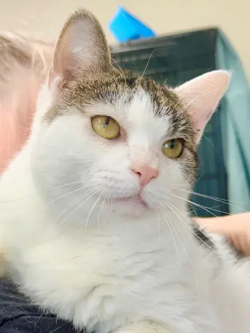 Little Violet thumbnail 2