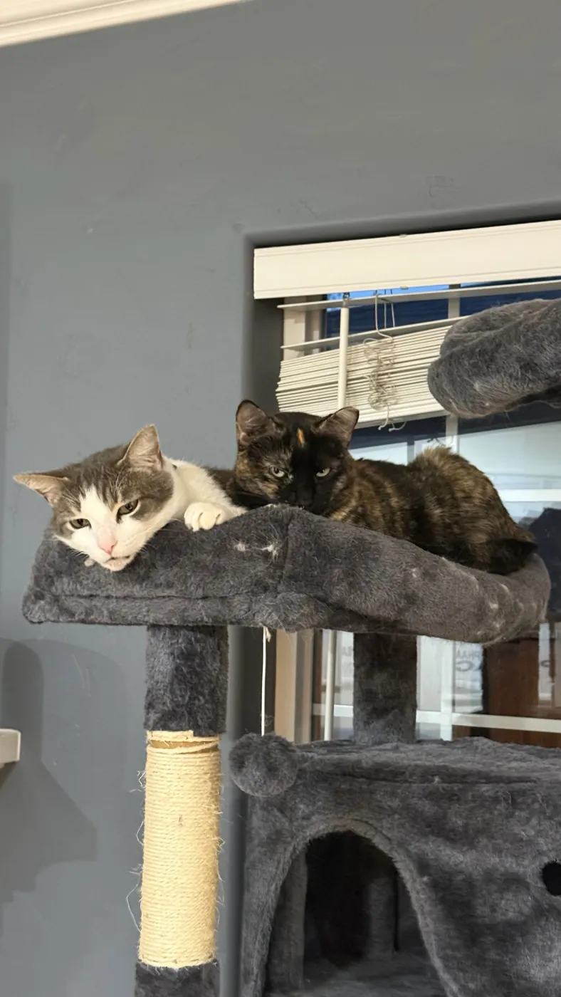 Kittenicus - Photo 1