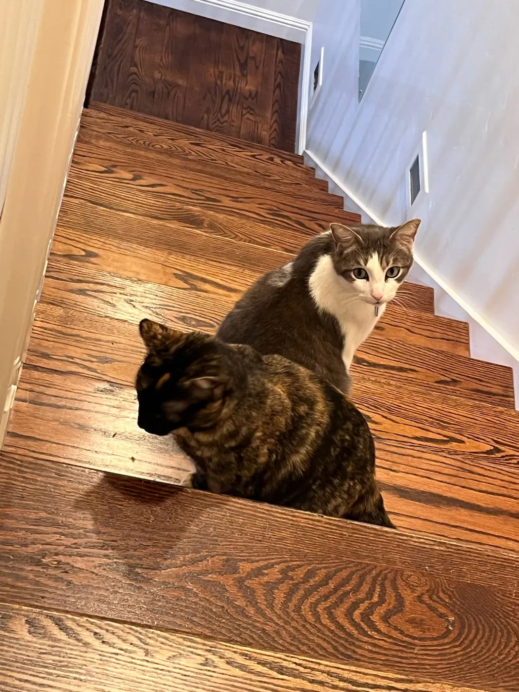 Kittenicus - Photo 2