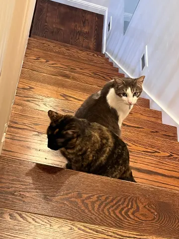 Kittenicus thumbnail 2