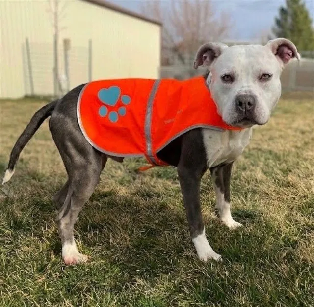 Prince Puddles - Photo 1