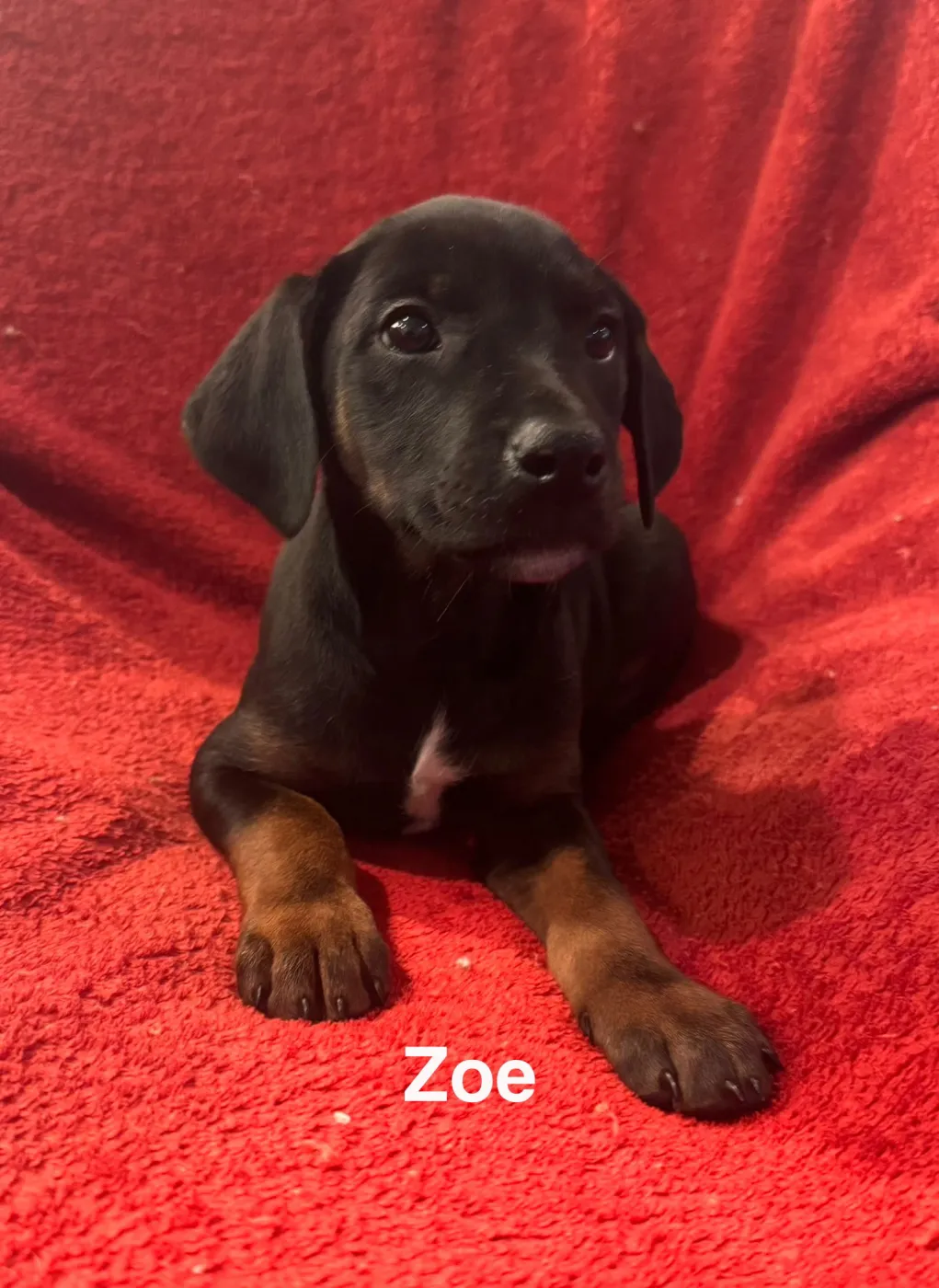 Zoe - Photo 1