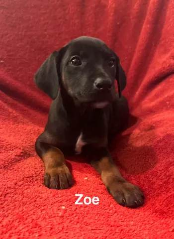 Zoe