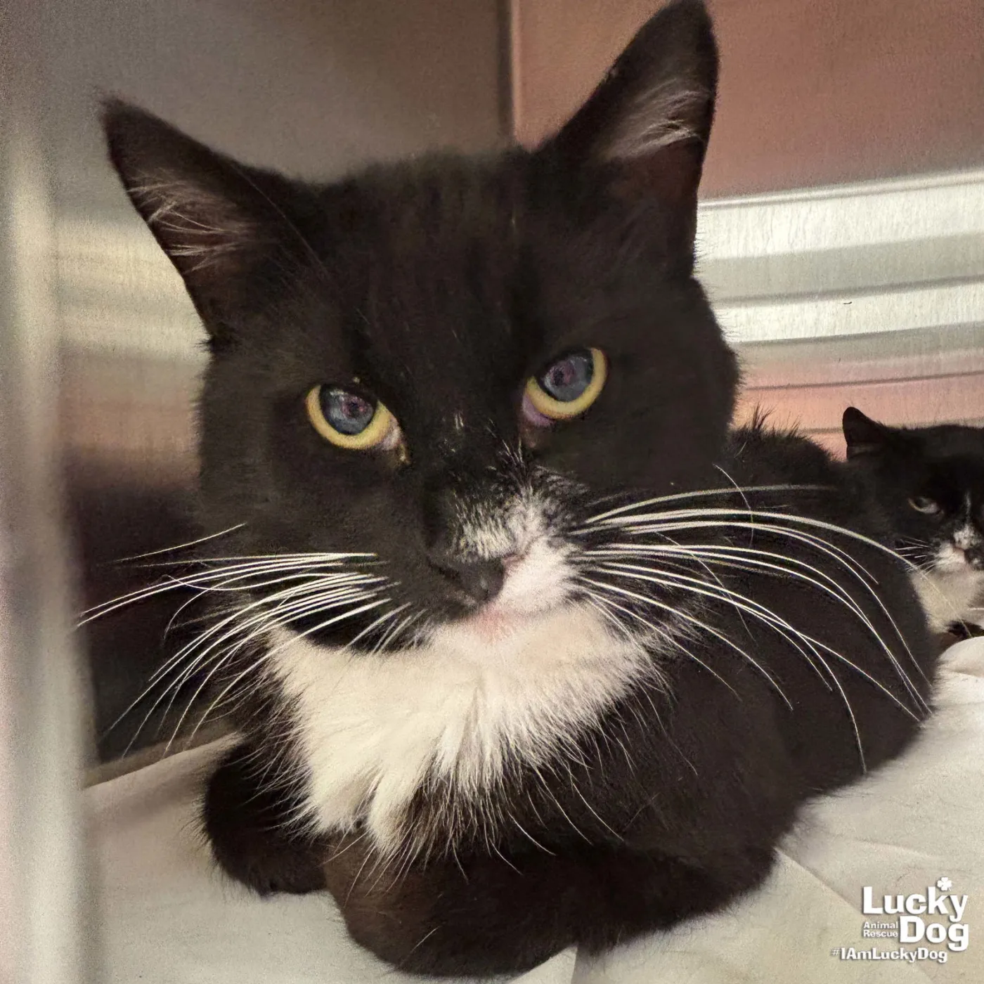 Mr. Meow Man - Photo 1