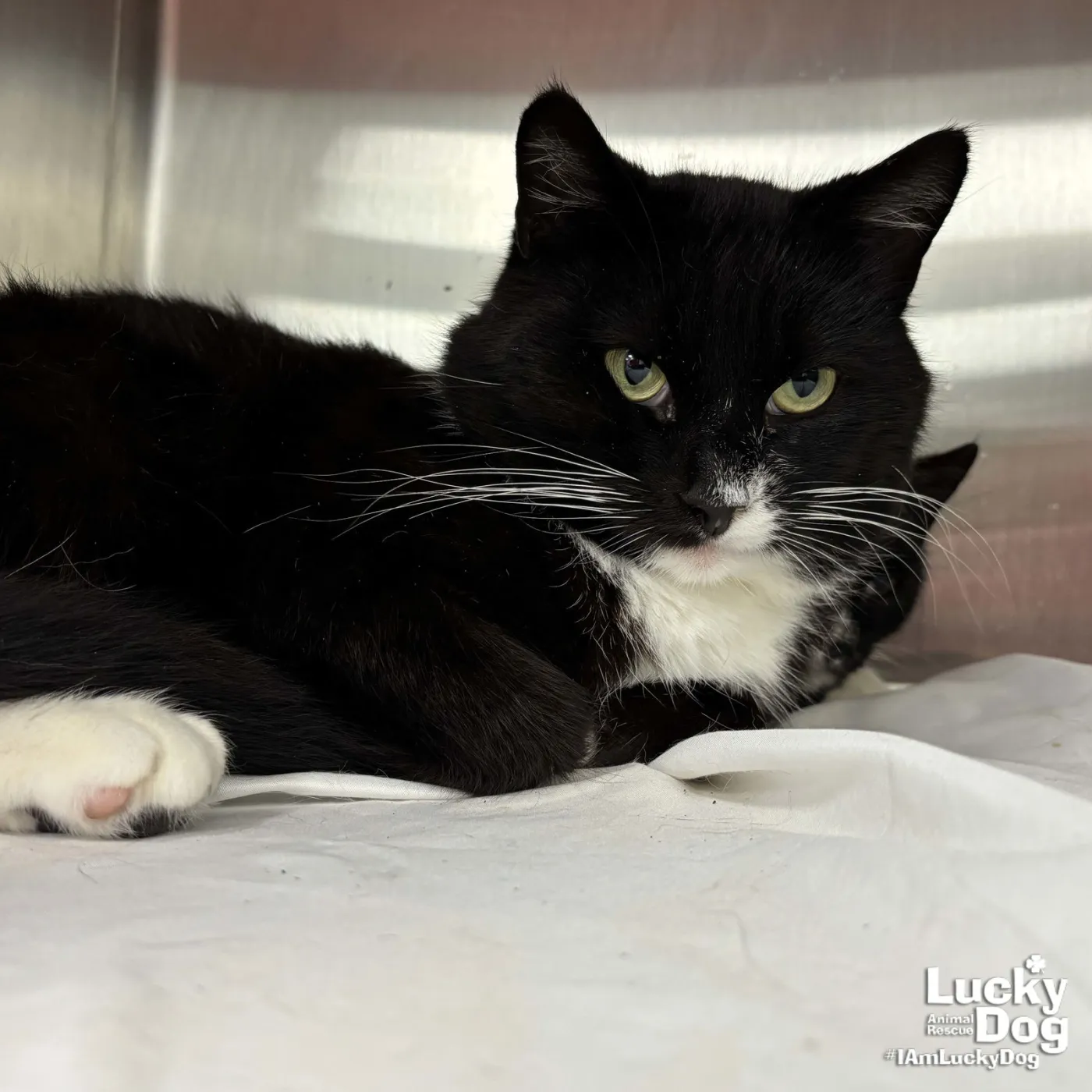 Mr. Meow Man - Photo 2