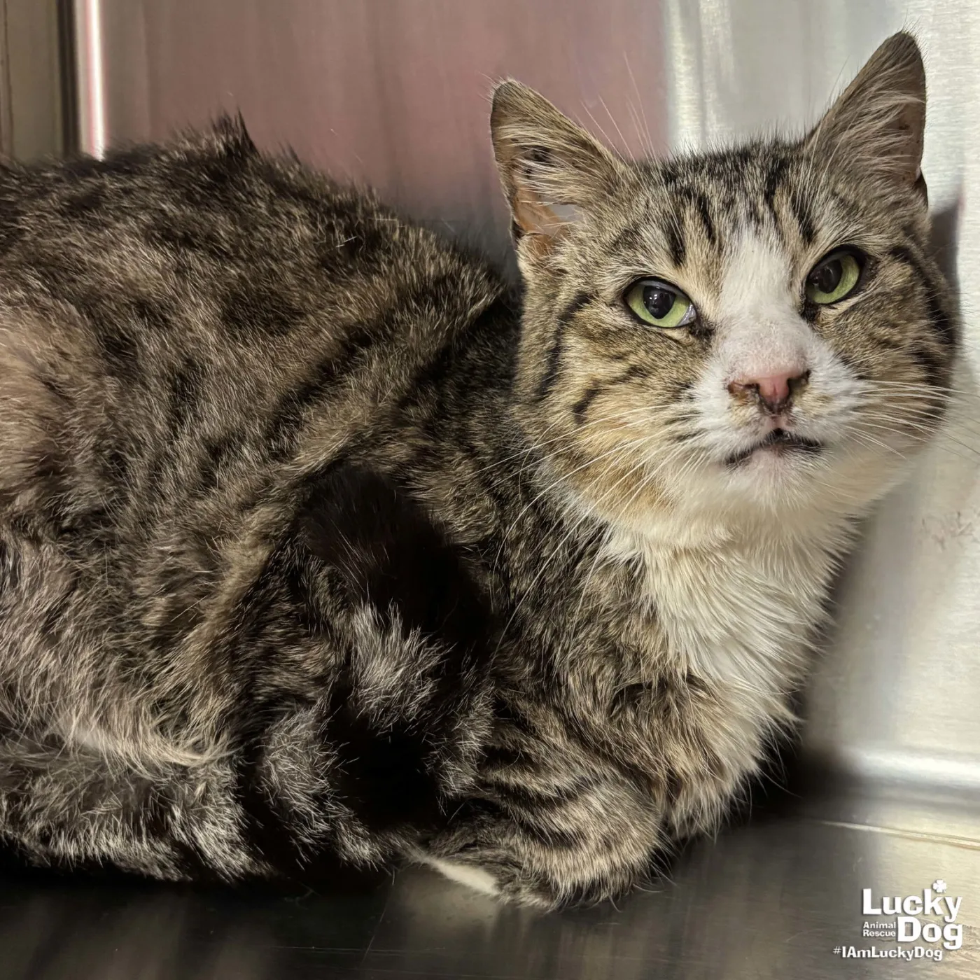 Muffin Man - Photo 1