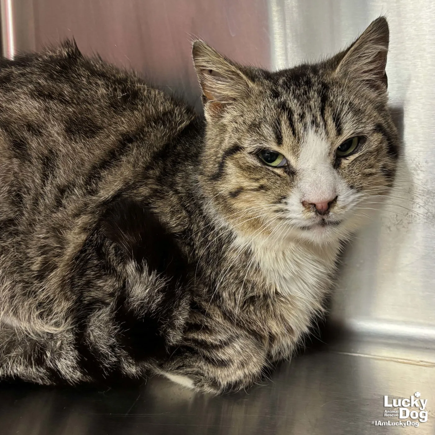 Muffin Man - Photo 2