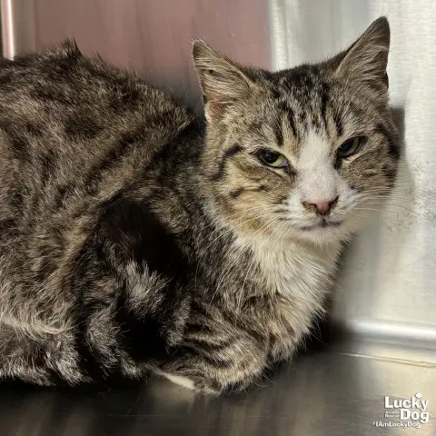 Muffin Man thumbnail 2