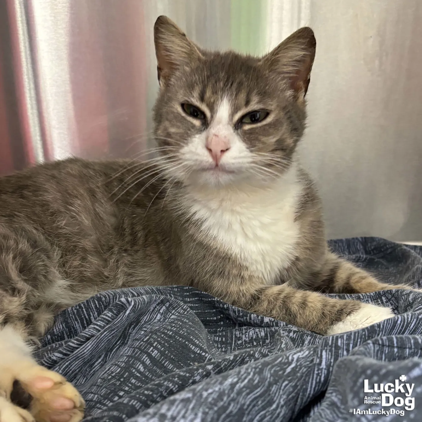 Tommy Girl - Photo 1