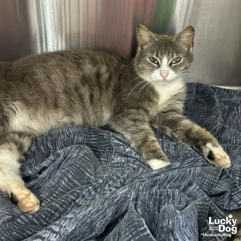 Tommy Girl thumbnail 2