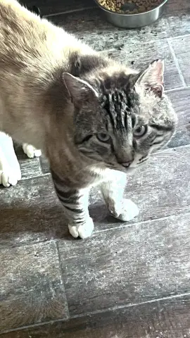 Sterling thumbnail 2