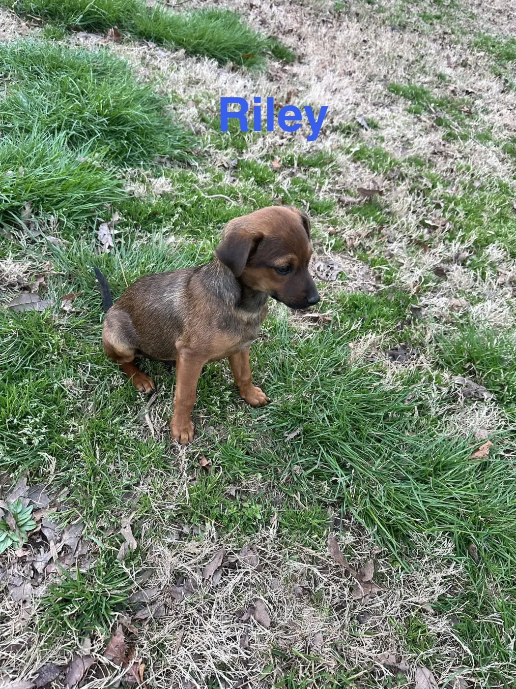 Riley - Photo 1