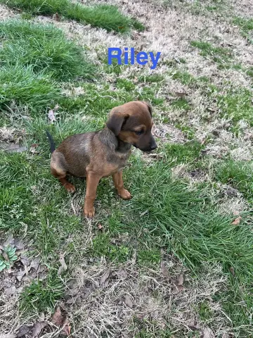 Riley