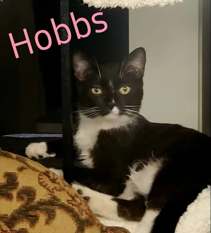 Hobbs - Photo 1