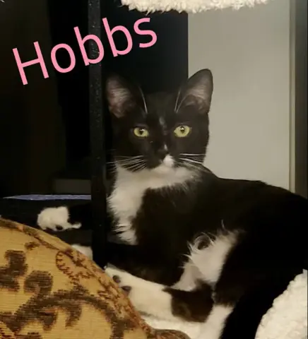 Hobbs