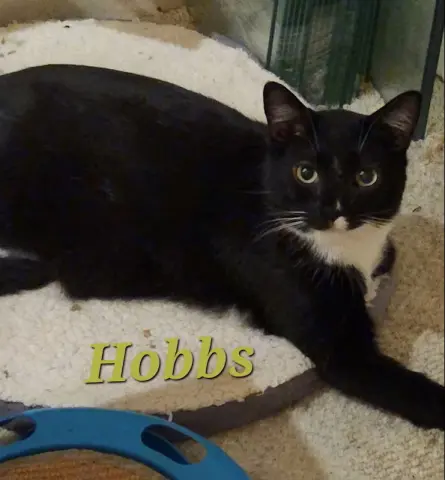 Hobbs thumbnail 2