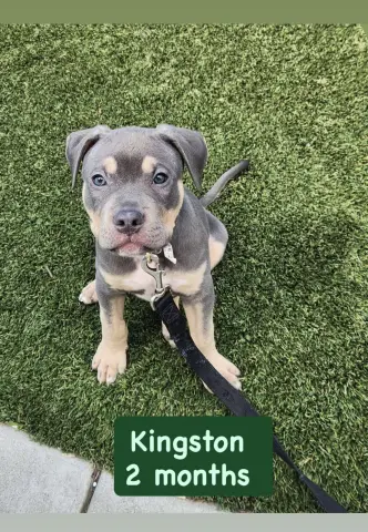 Kingston