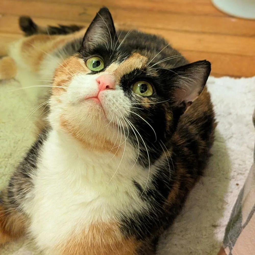 Miss Muffet - Photo 1