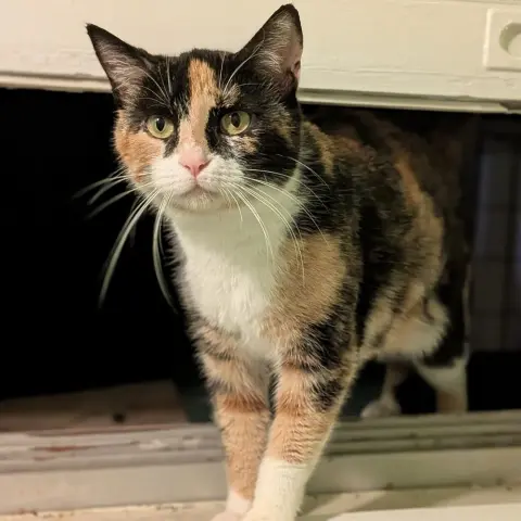 Miss Muffet thumbnail 2