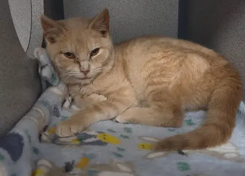 Starbies thumbnail 2