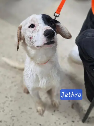 Jethro