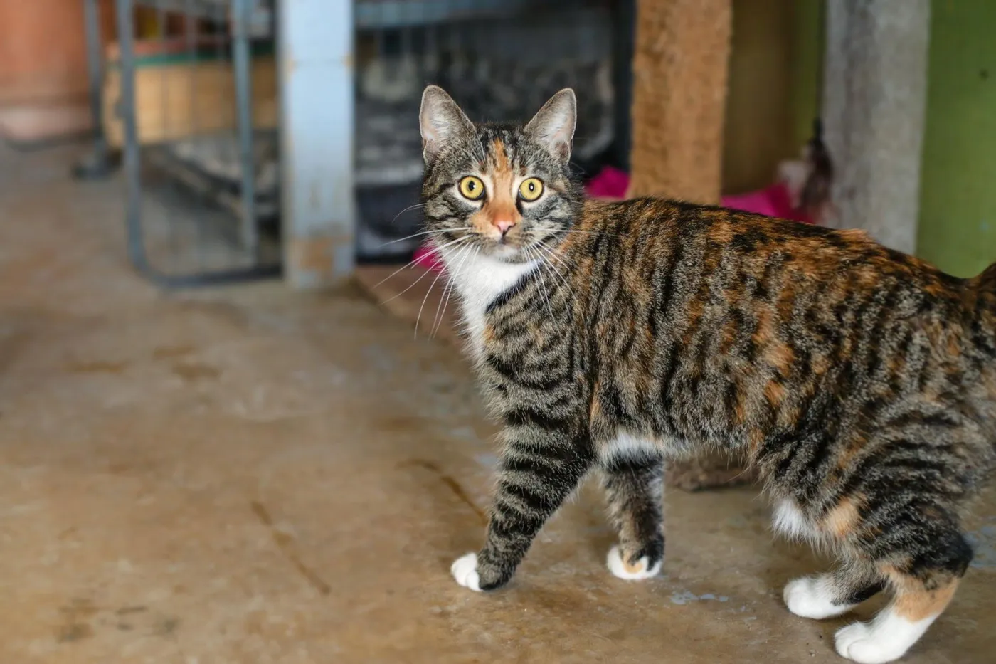 Christi Anna - Photo 2