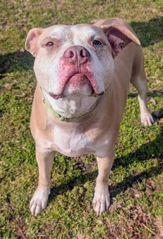 Baked Bean - Photo 1