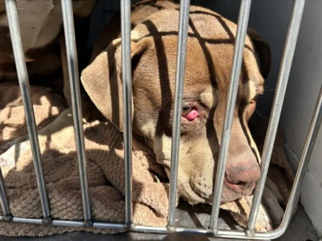 Jiminy Cricket - Photo 1