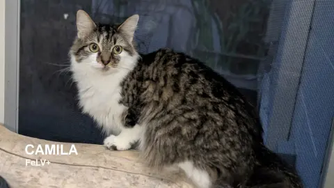 Camila