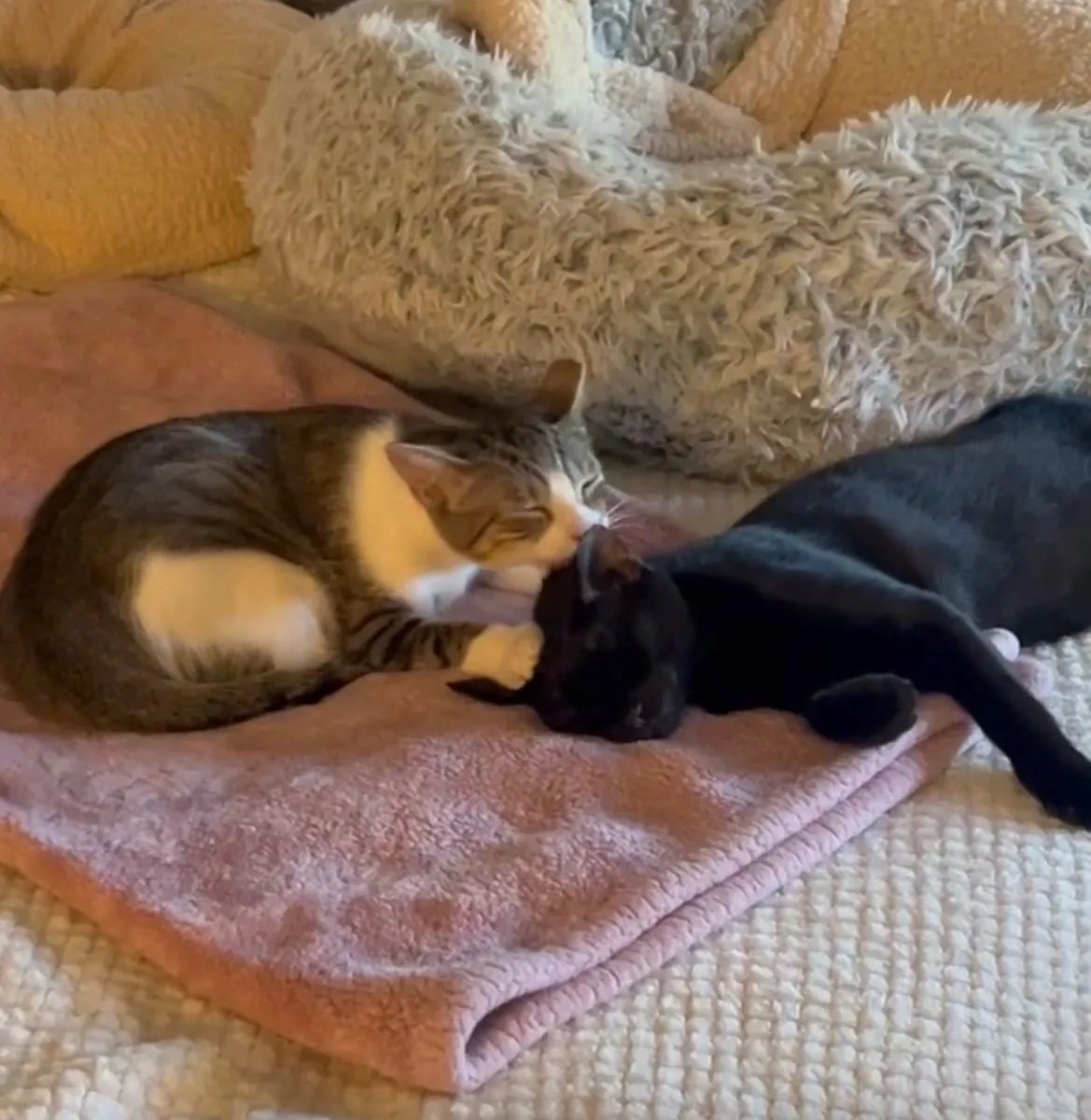 Binx & Nina - Photo 1