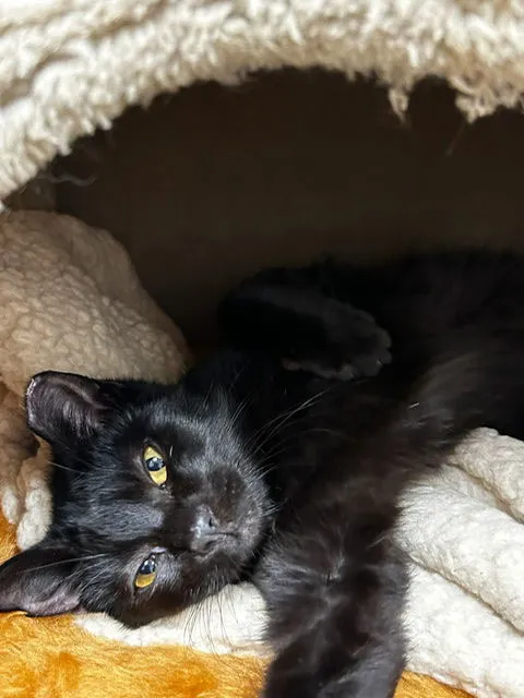 Binx & Nina - Photo 2