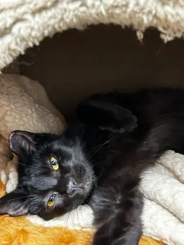 Binx & Nina thumbnail 2