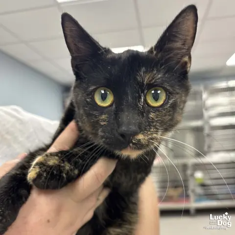 Francesca thumbnail 2