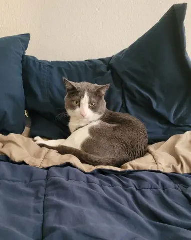 Catspian thumbnail 2