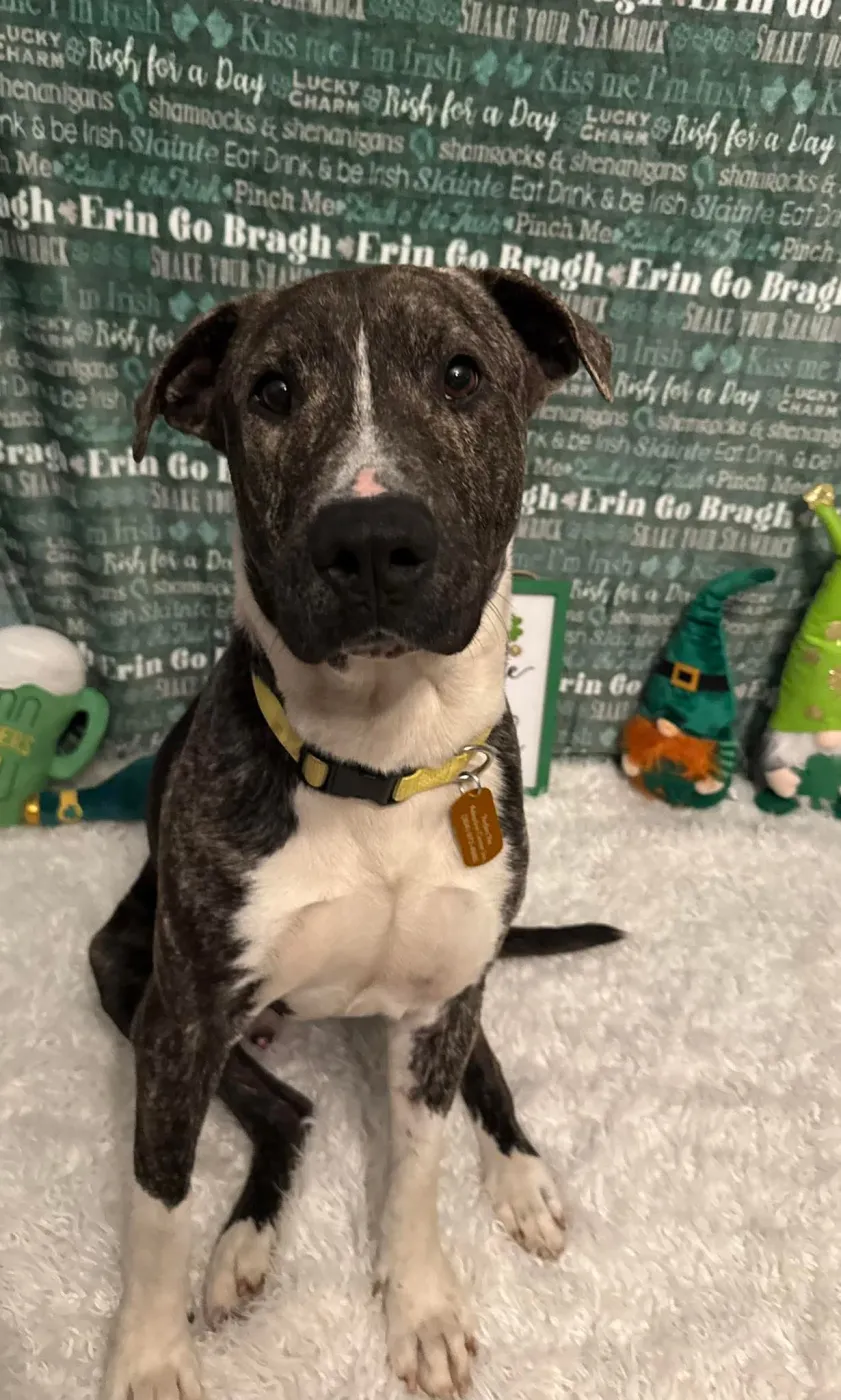 Earl Greyer - Photo 1