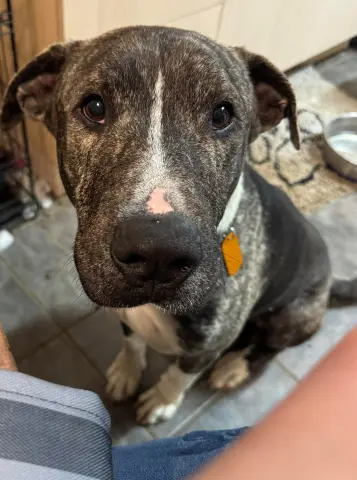 Earl Greyer thumbnail 2