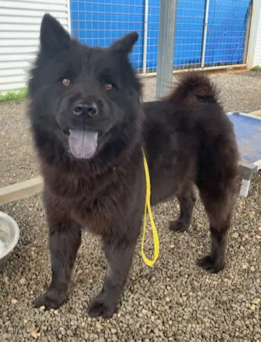 Persephone thumbnail 2