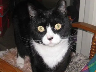 Paisley & Onyx - Photo 1