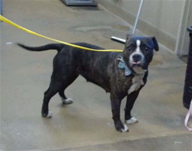 Netty Flanders - Photo 1