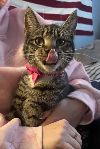 Charlotte thumbnail 2