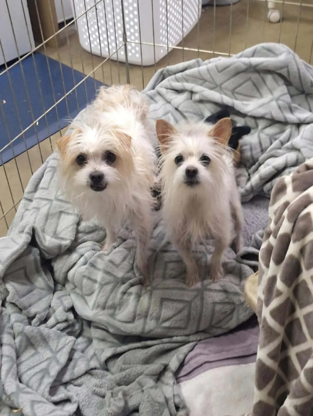 Bert and Ernie - Photo 1