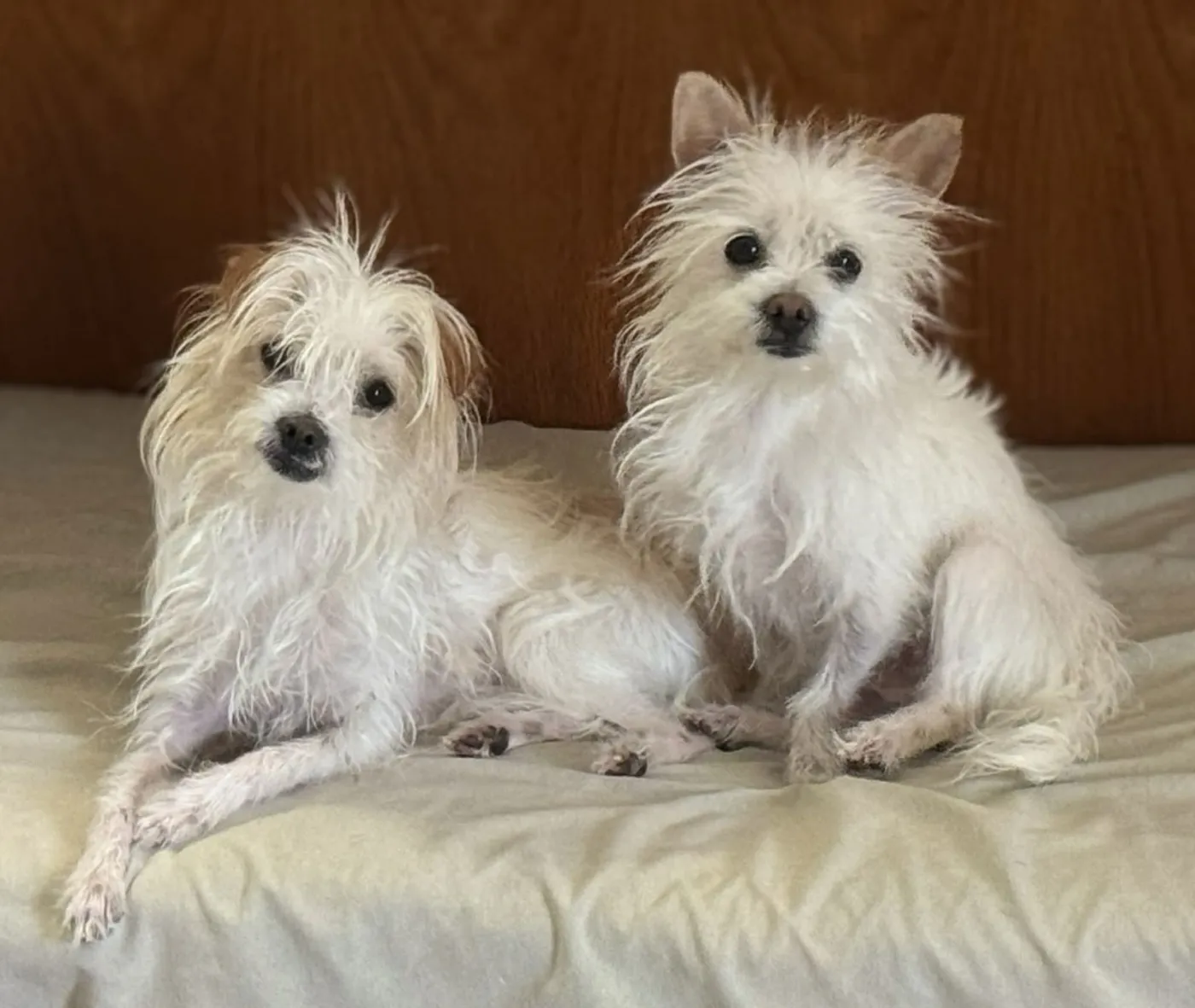 Bert and Ernie - Photo 2